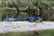 American Alligator in Fisheating Creek, Florida.