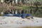 American Alligator in Fisheating Creek, Florida.