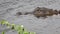 American alligator floats in a marsh