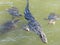 American Alligator and Florida Softshell Turtles swimming together