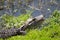 American Alligator in Florida Wetland