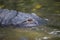 American Alligator in Florida Wetland