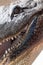 American alligator gets a close up head shot while swimming in the rivers of the Louisiana bayou