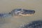 American alligator gets a close up head shot while swimming in the rivers of the Louisiana bayou