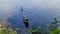 American alligator growling in a lake