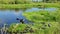 American alligator growling in a lake