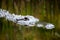American Alligator Head Just Below Water with Reflected Reeds