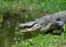American Alligator Heading Towards Water