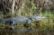 American Alligator Hidden in Florida Marsh
