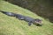 American alligator, Hilton Head Island