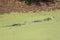 American Alligator, Hunting Island, SC, Alligator Mississippietes