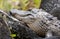 American Alligator laying on burned Cypress Stumps in the swamp