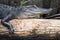 American Alligator laying on a log in dark Okefenokee Swamp