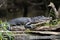 American Alligator laying on a log in a dark swamp showing teeth