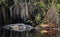 American Alligator laying on a log in the Okefenokee Swamp National Wildlife Refuge, Georgia USA