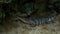 American Alligator Laying and Sunning of the River