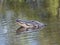 American alligator looking out of water