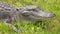 American Alligator in Louisiana