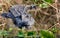 American Alligator lurking in the swamp water, osteoderms