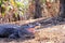 American alligator(mississippiensis) in wetlands