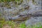 American Alligator Mississipplensis at Savannah National Wildlife Refuge, Hardeeville, Jasper County, South Carolina USA