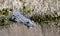 American Alligator, Okefenokee Swamp National Wildlife Refuge