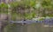 American Alligator, Okefenokee Swamp National Wildlife Refuge