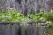 American Alligator, Okefenokee Swamp National Wildlife Refuge