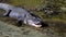 American alligator opens its mouth as it rests in shallow water.