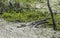 American Alligator, Pickney Island National Wildlife Refuge, USA