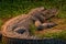 American alligator rest on a river bank