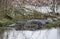 American alligator resting in a swamp