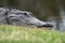 American Alligator Rests Near Lake Apopka, Florida