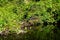 American Alligator sleeping on the riverside of the Rock springs run at Kelly park