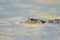 American alligator in still water