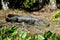 American Alligator sunbathing in Florida Swamp - Everglades National park - USA