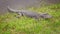 American alligator sunning himself on bank of a canal