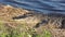 American alligator sunning near lake