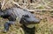 American Alligator sunning, Okefenokee Swamp National Wildlife Refuge