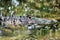 American alligator in swamp