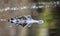 American Alligator swimming in the blackwater of the Okefenokee Swamp in Georgia USA