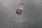 American alligator swimming in a lake, top view, Everglades National Park, Florida, USA