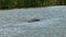 An American alligator swimming in waters at Port Aransas, Texas.