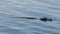 American alligator swims in Florida lake