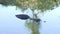 American alligator swims in florida wetlands