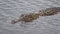 American Alligator swims in marsh