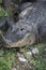 An American alligator in the water