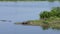 American alligators in Florida wetland