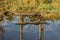 American Alligators swimming in Everglades. Big Alligators resting in water. A wild, American Alligator swimming in water of