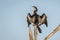 American Anhinga Drying its Wings